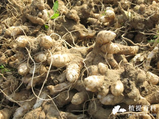不同产地中药材有效成分对比：玄参