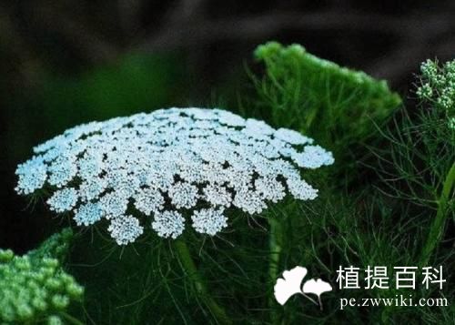 2分钟让你完全了解蛇床子素！！！