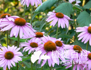 紫锥菊提取物(Echinacea Extract)
