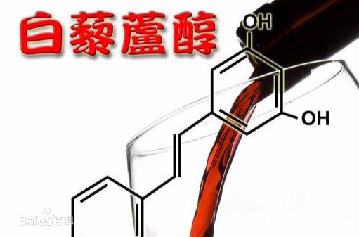 白藜芦醇