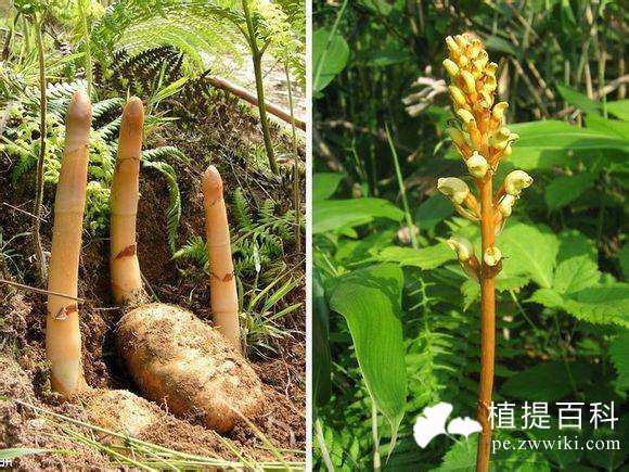  天麻提取物