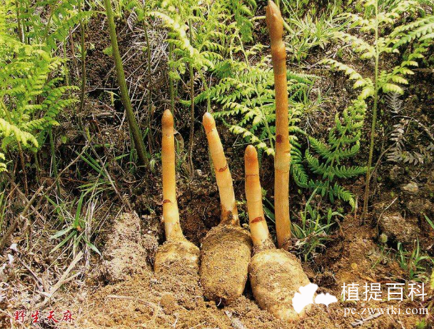  天麻提取物