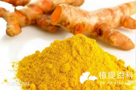 姜黄素提取物
