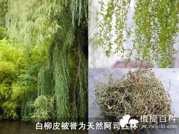 白柳皮提取物