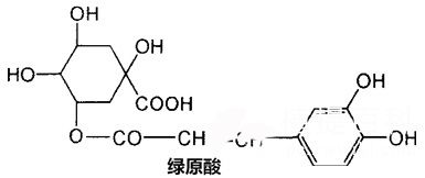 绿咖啡豆提取物