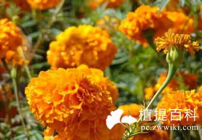 叶黄素提取物