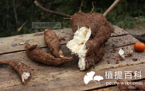 葛根提取物