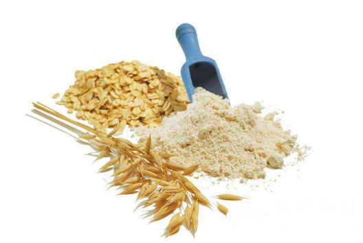 燕麦提取物 燕麦提取物