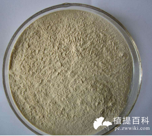 绞股蓝提取物