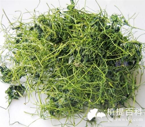 绞股蓝提取物