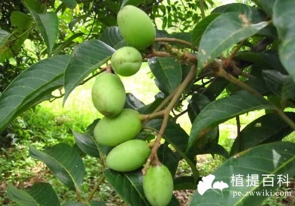 橄榄叶提取物