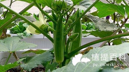 黄秋葵提取物