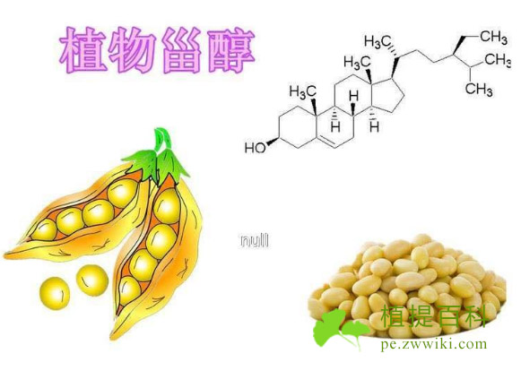 植物甾醇