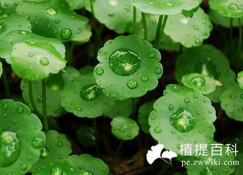 积雪草苷