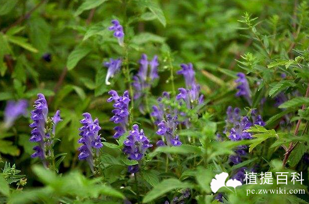 黄芩