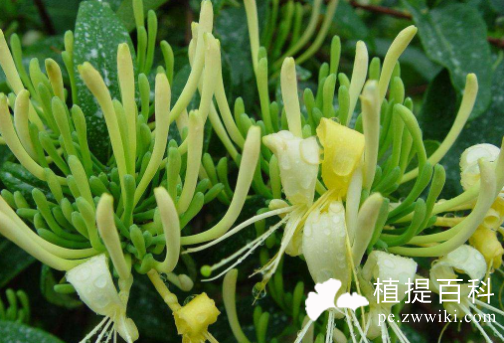 金银花提取物