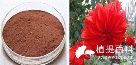 红花提取物