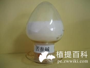 苦参提取物