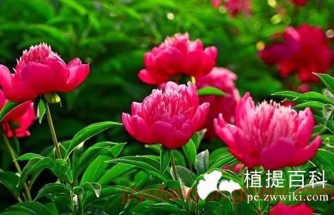 丹皮酚