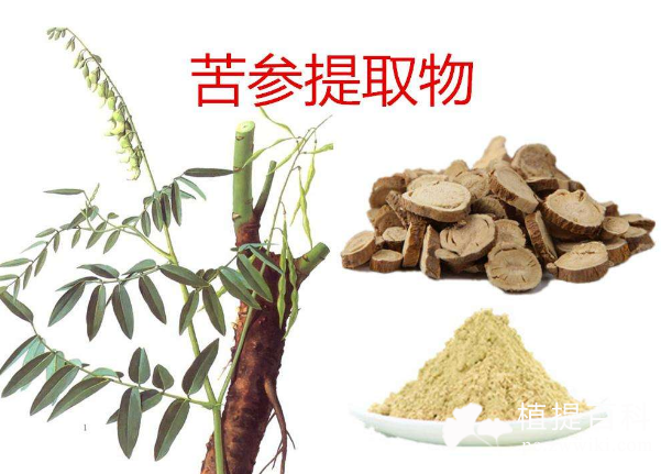 苦参提取物