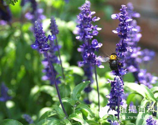 鼠尾草提取物