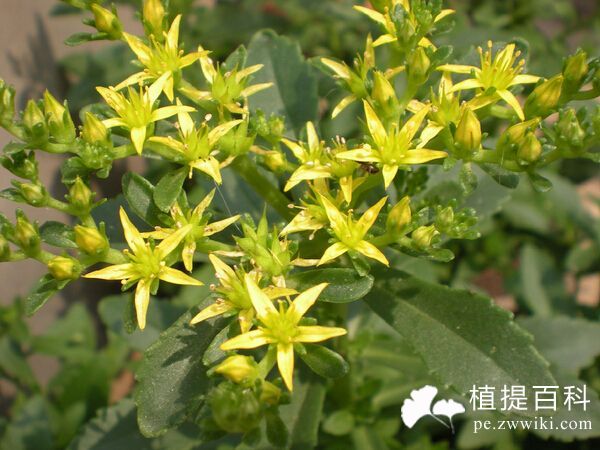 白花蛇舌草黄酮