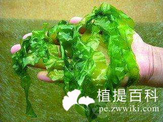 褐藻糖胶