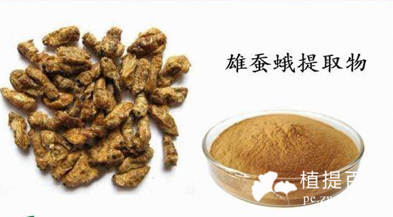雄蚕蛾提取物