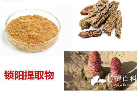 锁阳