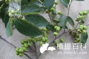 臀果木