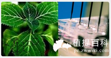 育亨宾提取物
