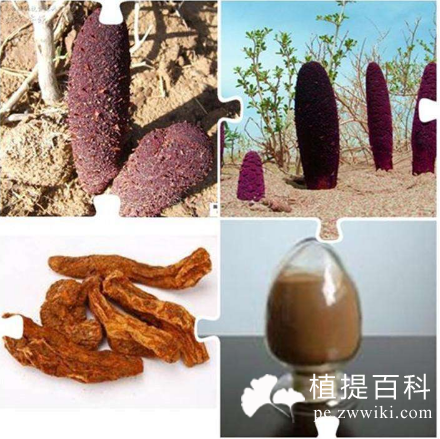 锁阳 锁阳