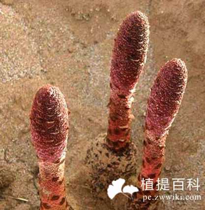 锁阳