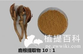 鹿根