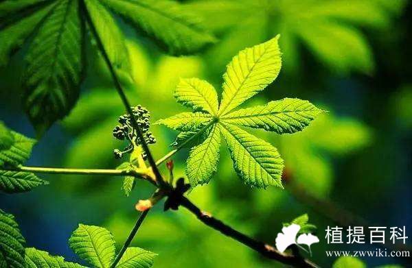 七叶树提取物