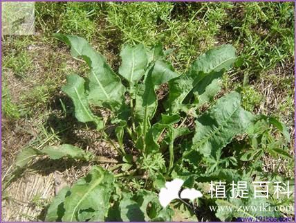 皱叶酸模提取物