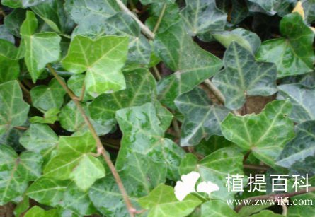 常春藤
