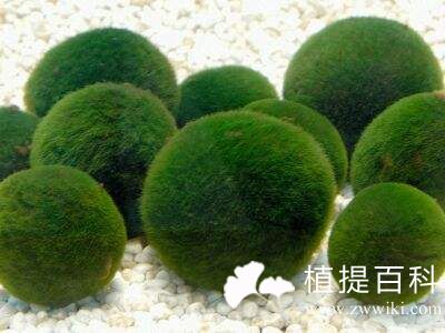 小球藻提取物