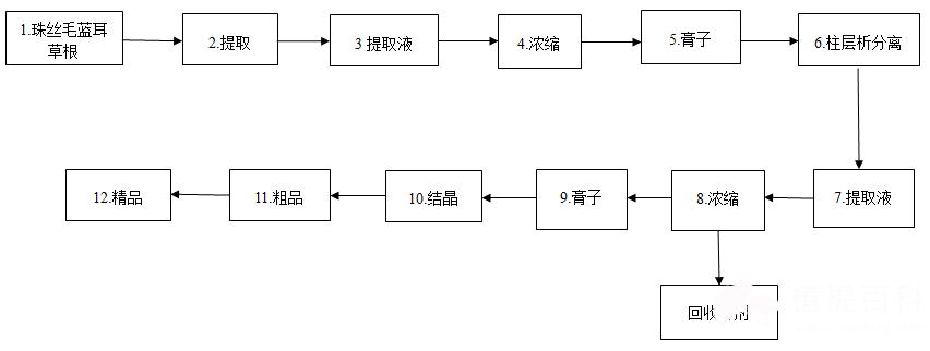 珠丝毛蓝耳