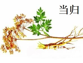 当归