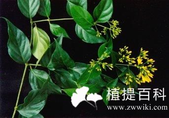 钩吻生物碱