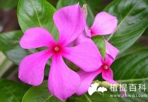 长春花生物碱Ⅰ
