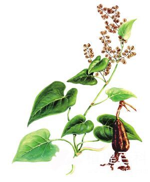 食药两用的神奇植物——何首乌 