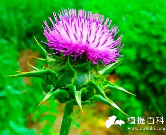 护肤品中含有水飞蓟果提取物的作用是什么？