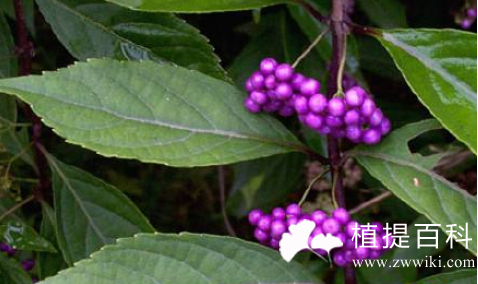 紫珠叶提取物