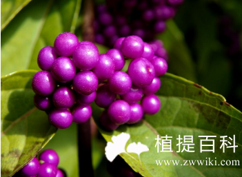 紫珠叶的功效与作用