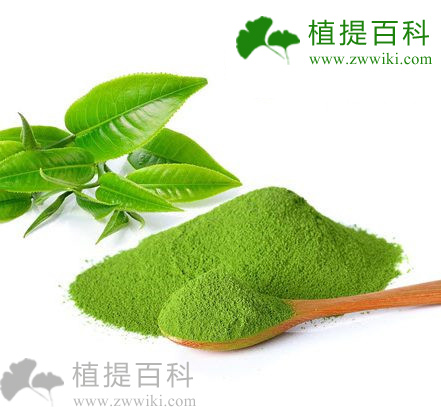 茶叶提取物