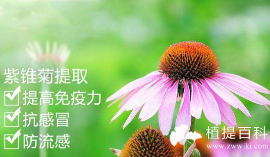 紫锥菊多酚