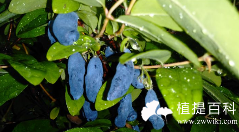 蓝靛果粉