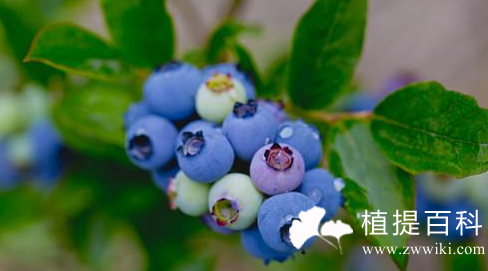 蓝莓的营养保健功效及其在食品加工中的应用